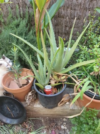 Dos plantas grandes de Aloe Vera 15 euros