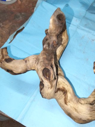 Madera para Tanuki Bonsái