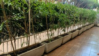 Jardineras, se regalan
