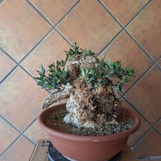 Olivo bonsai