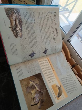 Libro dinosaurios y animales
