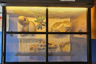 Terrario Exo Terra 60x45x30 cm