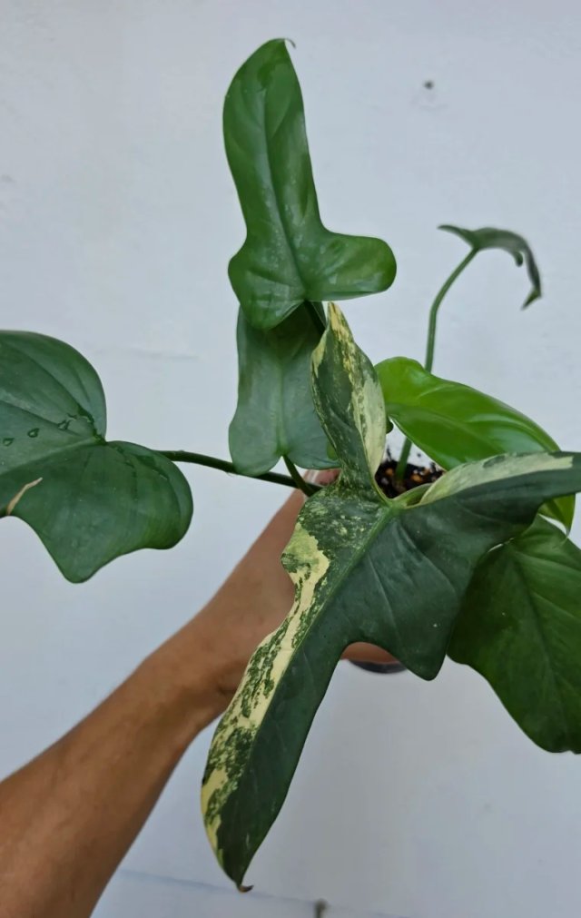 Philodendron Bipennifolium