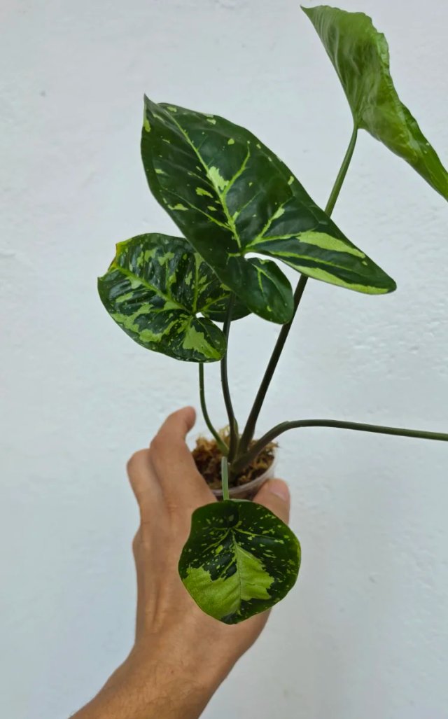 Syngonium Panda Galaxy