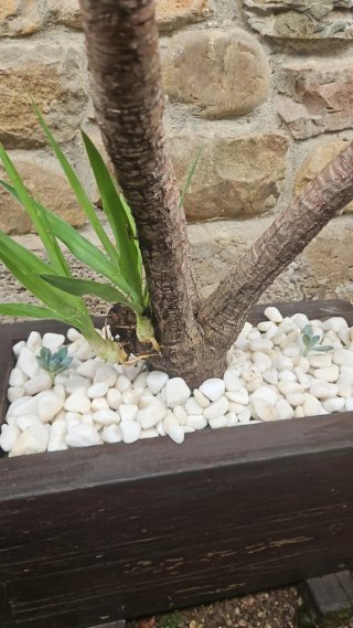 Jardineras Artesanales de Madera