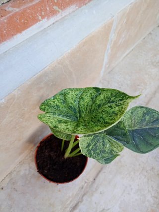 Alocasia Dragón scale mint variegata