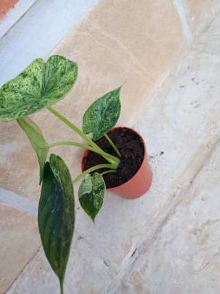 Alocasia Dragón scale mint variegata