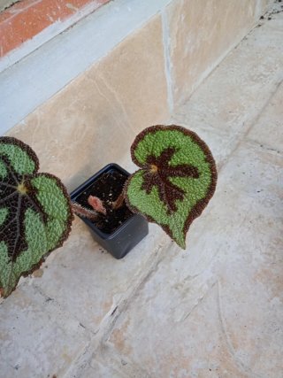 Begonia
