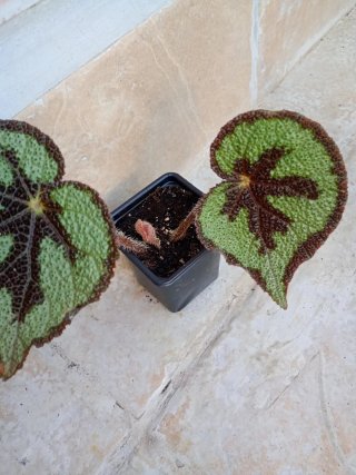 Begonia