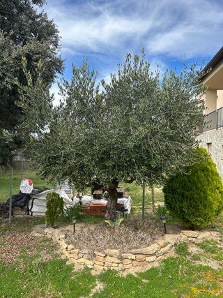 Olivo ornamental de jardín