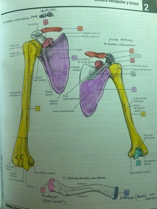 Netter. Cuaderno de anatomía para colorear