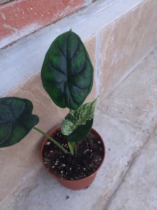 Alocasia dragón mint variegata