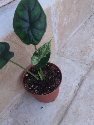 Alocasia dragón mint variegata