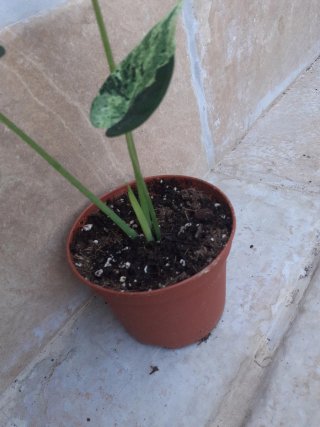 Alocasia dragón mint variegata