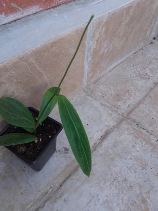 Hoya soligamiana