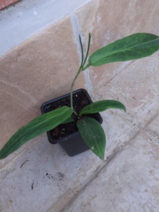 Hoya soligamiana