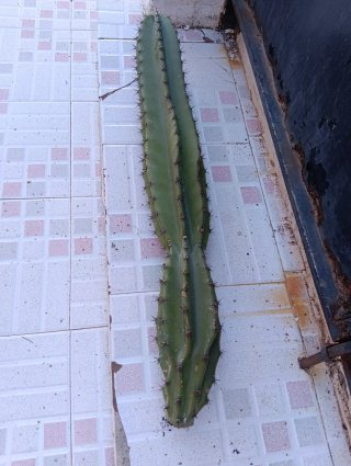 Cactus 70 CMS! Cereus manzana