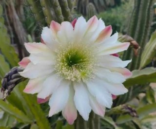 Cactus 70 CMS! Cereus manzana