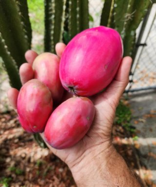 Cactus 70 CMS! Cereus manzana