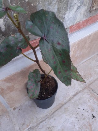 Begonia Amphioxis x Malachostica