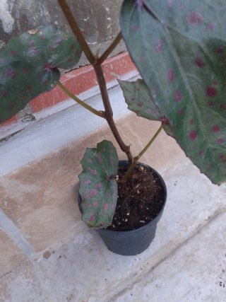 Begonia Amphioxis x Malachostica