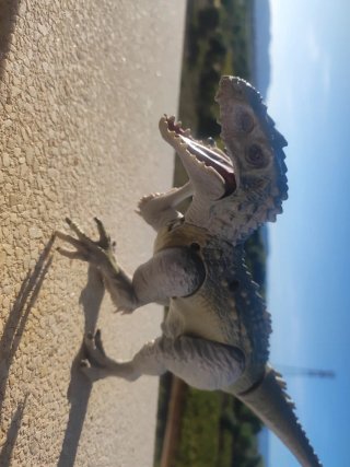Figura Jurassic World Indominus Rex