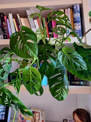 Monstera Adansonii colgante en maceta