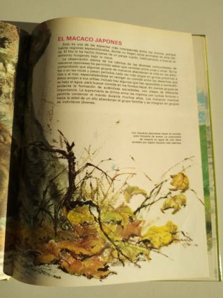 Lote de 2 libros, animales y sus crías