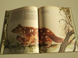 Lote de 2 libros, animales y sus crías