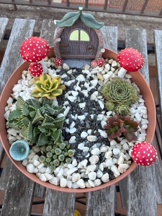 Jardín de Hadas con 5 Suculentas