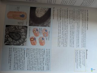 BIOLOGÍA Y GEOLOGÍA 1 BACHILLERATO