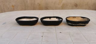 Pack 3 Macetas para Bonsái