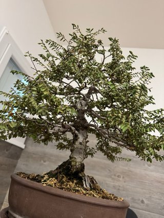 Bonsai Olmo Chino / Ulmus Parvifolia