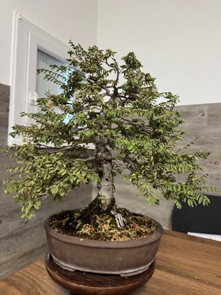 Bonsai Olmo Chino / Ulmus Parvifolia