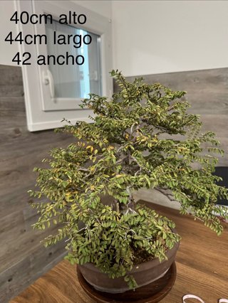 Bonsai Olmo Chino / Ulmus Parvifolia