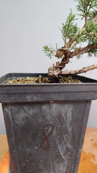 Itoigawa sohin bonsai