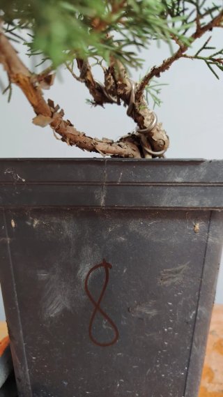 Itoigawa sohin bonsai