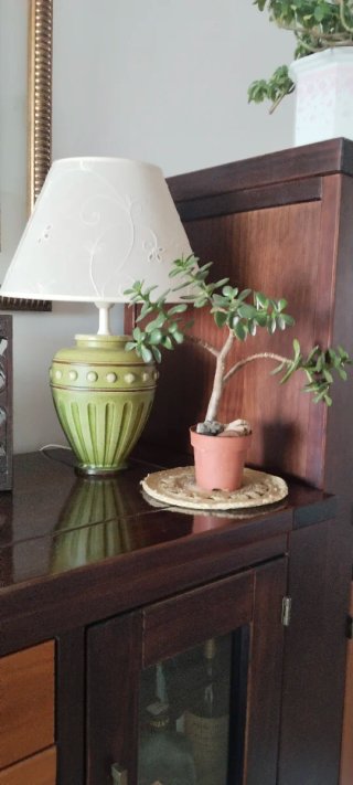 Árbol de Jade Estilo Pre Bonsái Ramificado