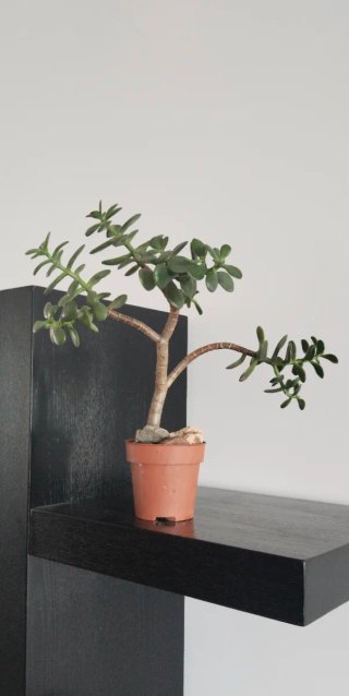 Árbol de Jade Estilo Pre Bonsái Ramificado