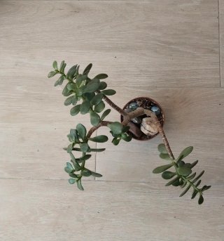 Árbol de Jade Estilo Pre Bonsái Ramificado