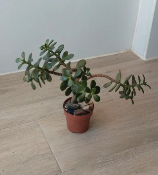 Árbol de Jade Estilo Pre Bonsái Ramificado