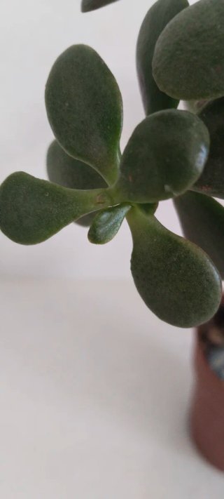 Árbol de Jade Estilo Pre Bonsái Ramificado