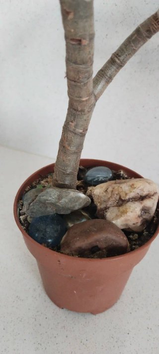 Árbol de Jade Estilo Pre Bonsái Ramificado