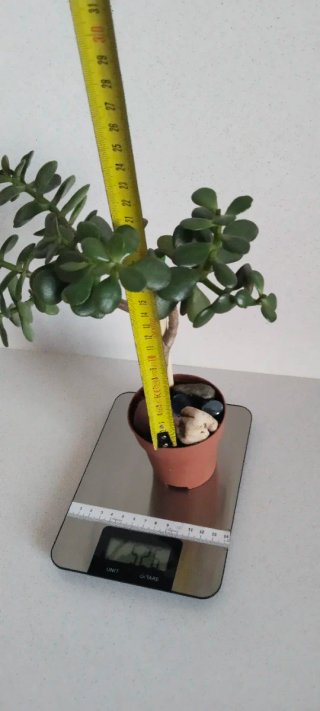 Árbol de Jade Estilo Pre Bonsái Ramificado
