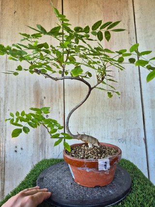 Prebonsai Wisteria IT7501 oferta hasta 5oct