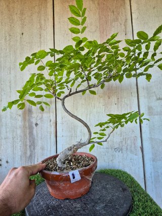 Prebonsai Wisteria IT7501 oferta hasta 5oct