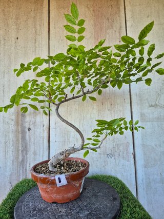Prebonsai Wisteria IT7501 oferta hasta 5oct