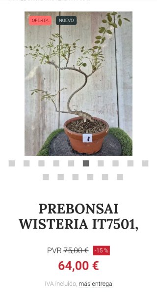 Prebonsai Wisteria IT7501 oferta hasta 5oct