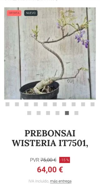 Prebonsai Wisteria IT7501 oferta hasta 5oct