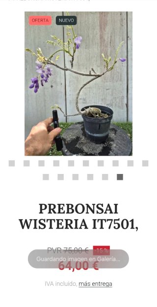Prebonsai Wisteria IT7501 oferta hasta 5oct